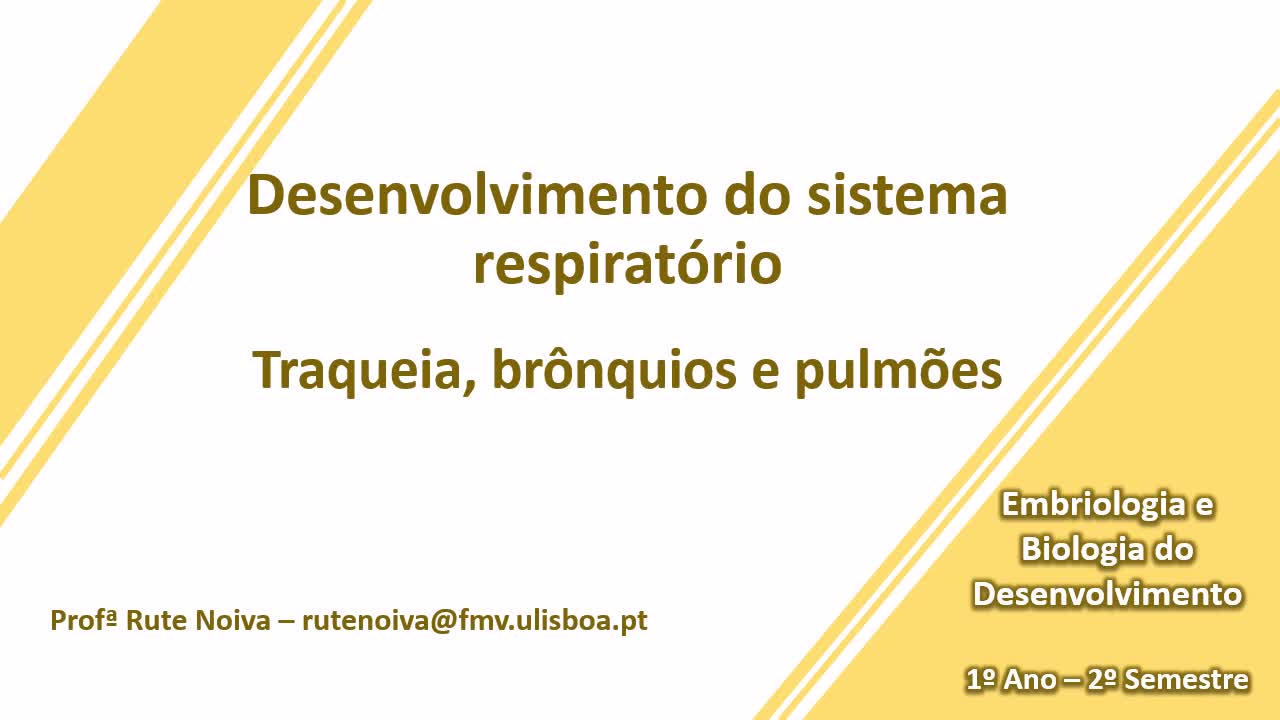  Desenvolvimento do sistema respiratório (Traqueia, brônquios e pulmões)