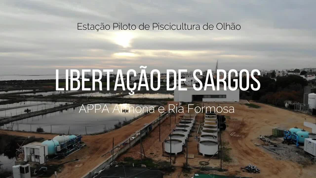  Libertação Sargos - Armona e Ria Formosa, 10 de novembro de 2022