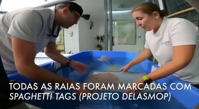  Projeto PP Centro - Devolução de Raias em Peniche