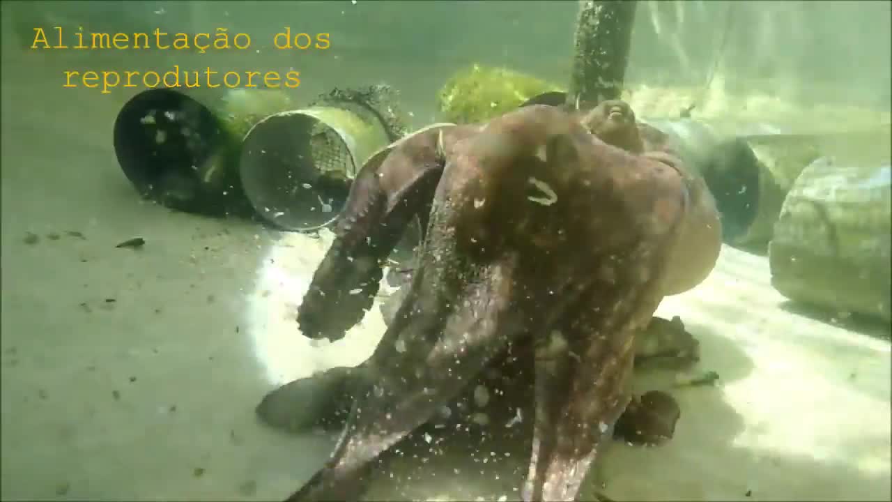 Polvos IPMA Estacão Piloto de Piscicultura de Olhão