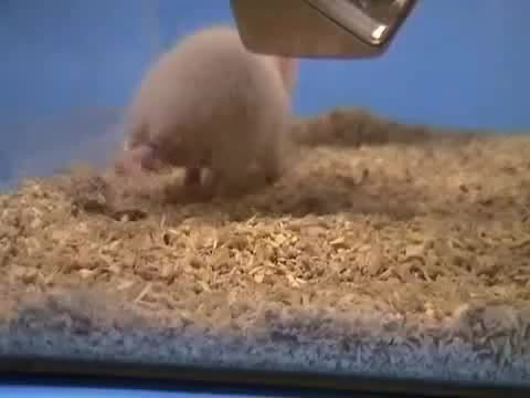Videos 1 e 2