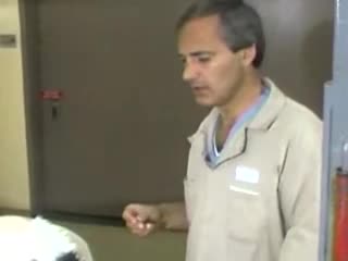 Epidural Anesthesia - dairy cows