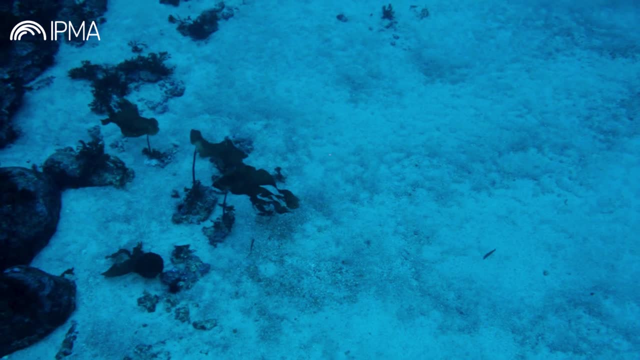   Mergulho no monte submarine Gettisburg (Gorringe) - Campanha Áreas Marinhas Protegidas (AMP)