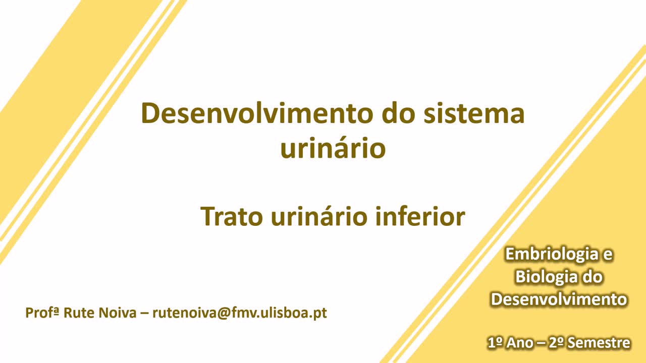  Desenvolvimento do sistema urinário (Trato urinário inferior)