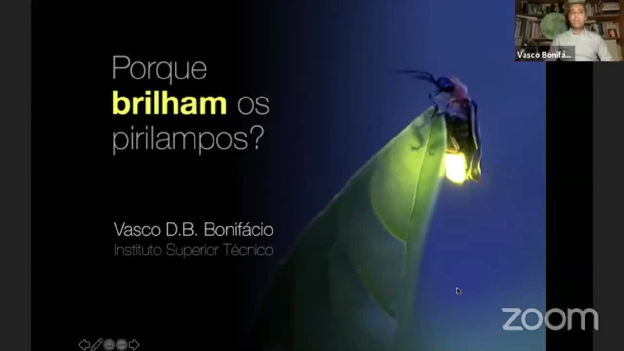 Porque brilham os pirilampos?