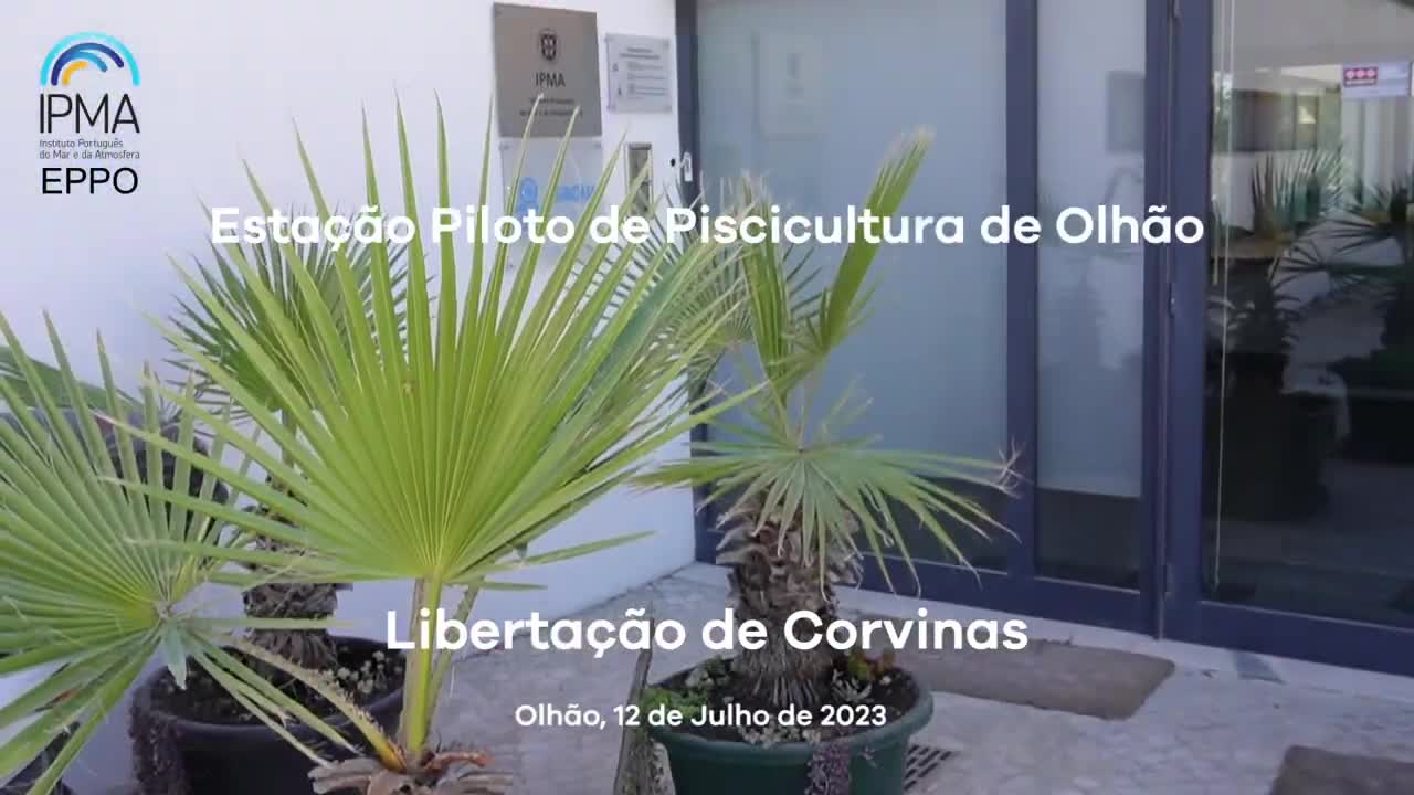  Libertação Corvinas 12 Julho 2023 - EPPO/Olhão