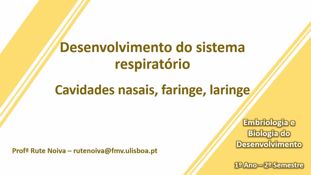  Desenvolvimento do sistema respiratório (Cavidades nasais, faringe, laringe)