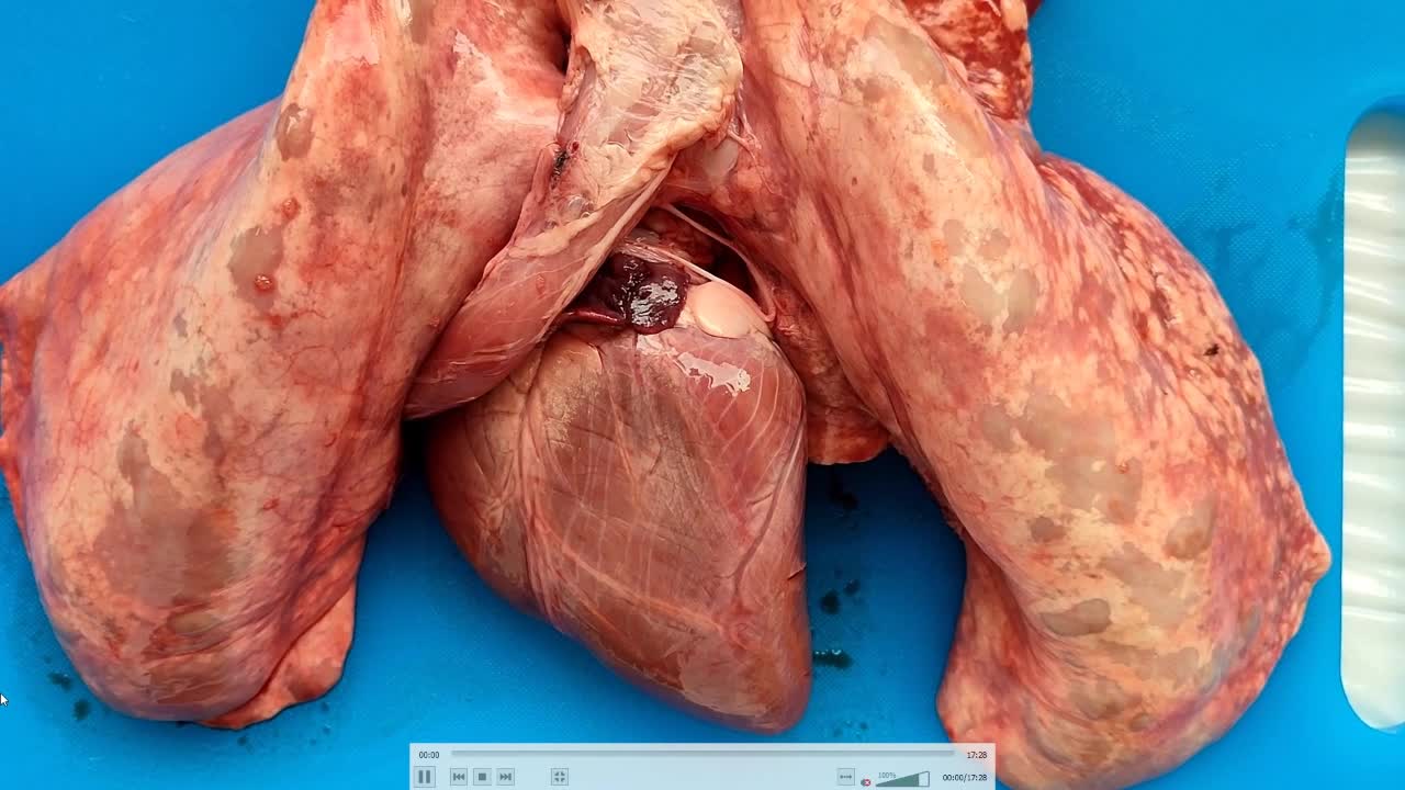 Como abrir um coração na FMV